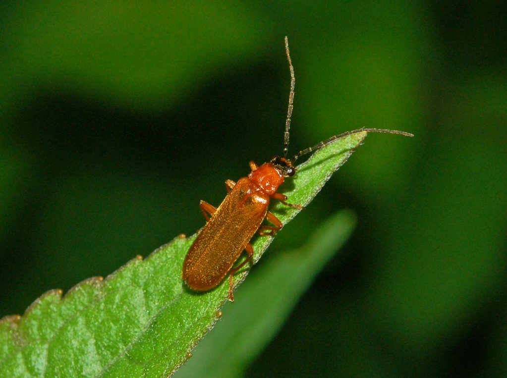 Floricolo rosso: Rhagonycha